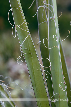 Cactus-LF0B1280