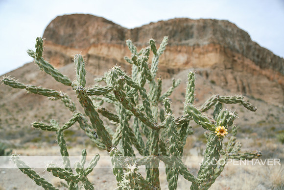 Cactus-LF0B0084