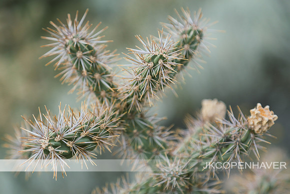 Cactus-LF0B1137