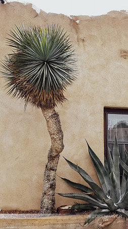 Cactus-20191112_090307