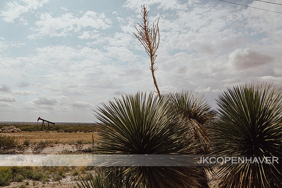 Cactus-LF0B0143