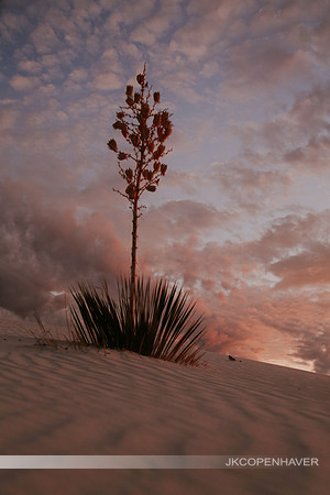 Yucca Dune Dusk 2
