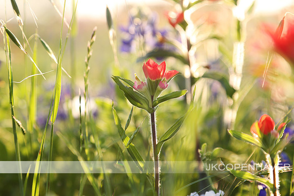 Texas Spring Flowers
