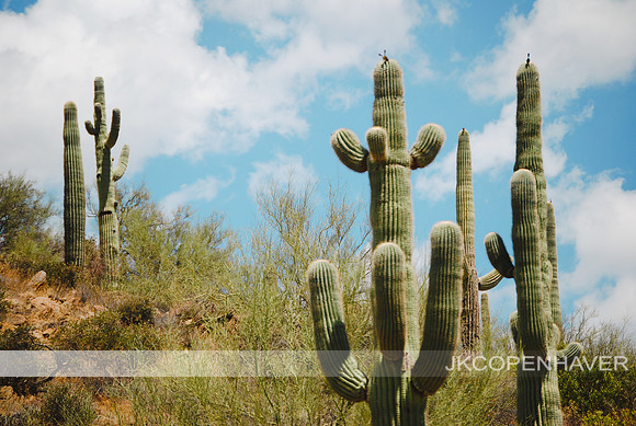 Cactus-DSC_0696