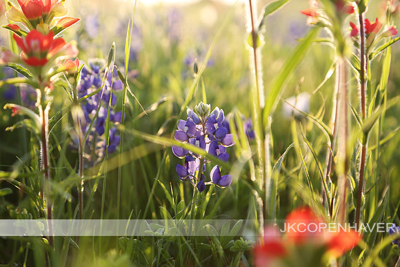 Texas Sunlit Bluebonnets