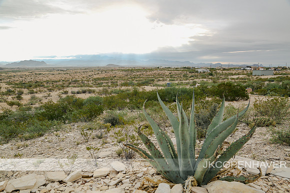 Cactus-LF0B5563