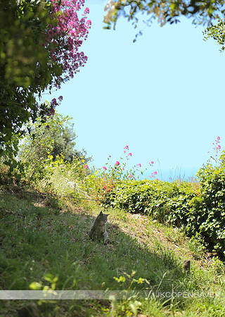 Italy Cat in Shade