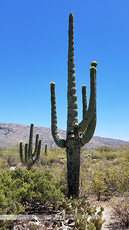 West Saguaro Cactus
