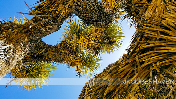 Joshua Tree close up