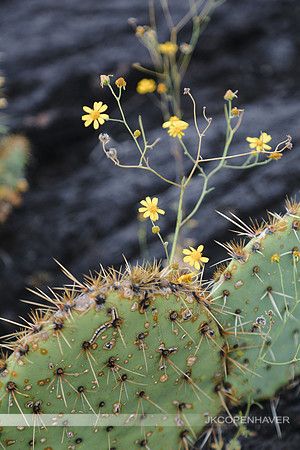 Cactus-LF0B1181