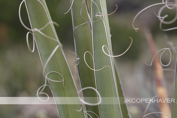 Cactus-LF0B1283
