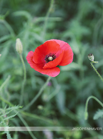 Red Poppies GT -6982