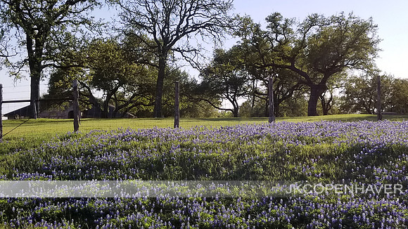 Bluebonnet Spring Field