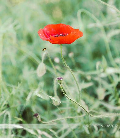 Red Poppies GT -6967