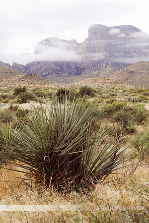 Cactus-LF0B5386
