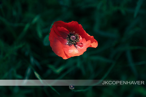 Red Poppies GT -6929