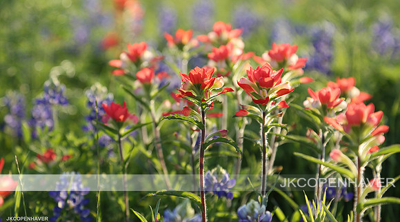 TX Paintbrushes and Bluebonnets wJKCWater