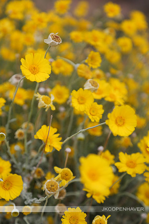 Yellow Desert Flowers