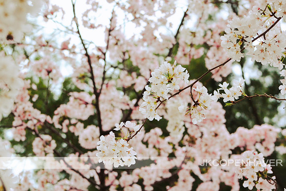 Pink Cherry Blossoms DC