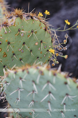 Cactus-LF0B1178