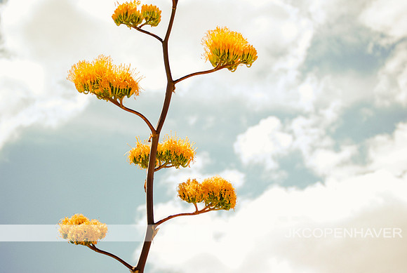 AZ Cacti Bloom - Creative