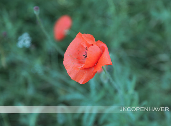 Red Poppies GT -6925