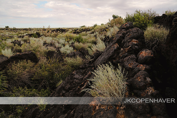 Cactus-LF0B1144