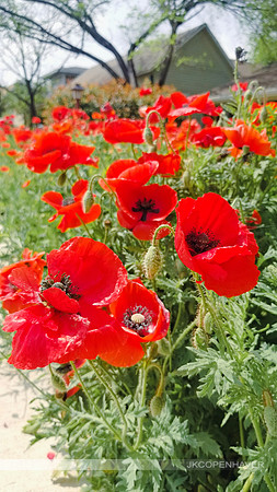 Red Poppies in the Neighborhood