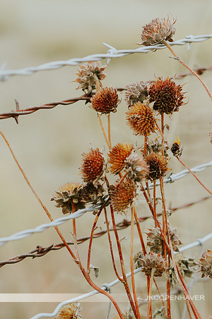 Cactus-IMG_8133