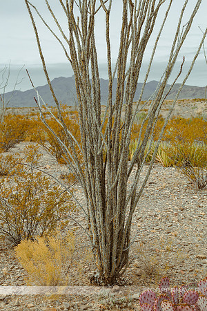 Cactus-LF0B5493