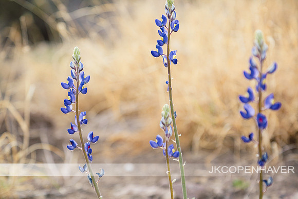 Big Bend Bluebonnets