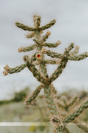 Cactus-LF0B1123