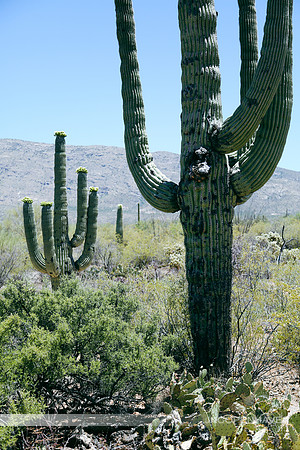 Strong Saguaros