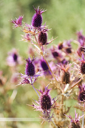 Purple Spikes Vert