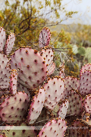 Cactus-LF0B5524