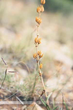 Cactus-LF0B1297