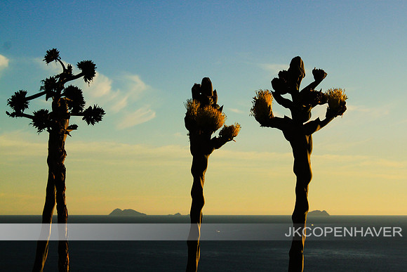 Coastal Asparagus