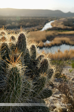 Cactus-LF0B0606