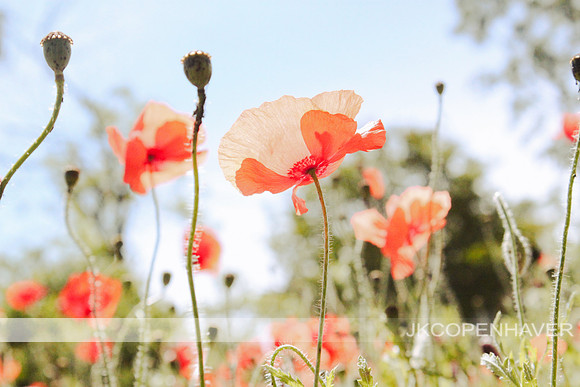 Red Poppies Airy