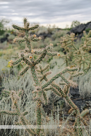 Cactus-LF0B1117