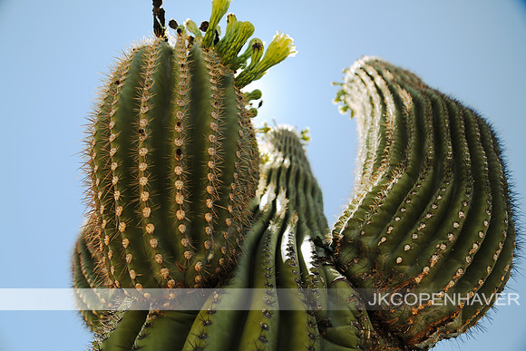 AZ Saguaro Friend