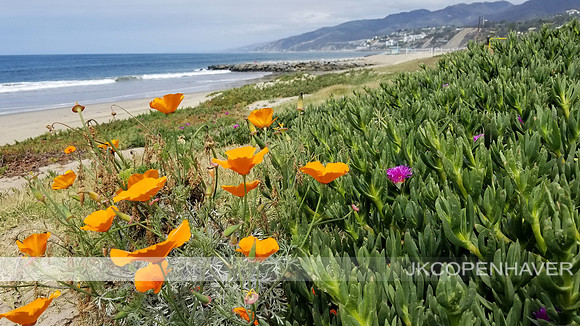 Orange Poppies Coastal CA