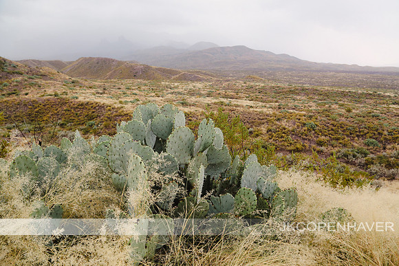 Cactus-LF0B6431