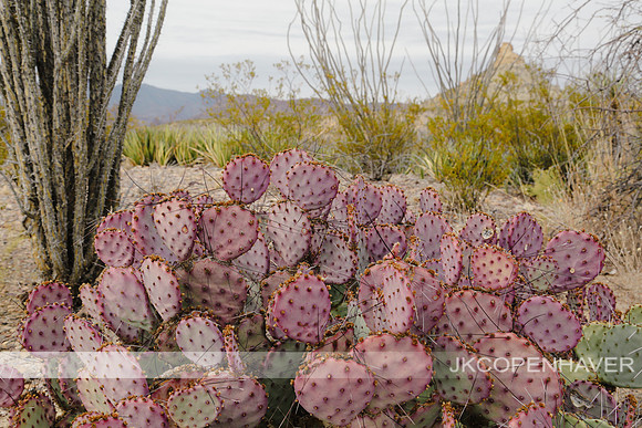 Cactus-LF0B5473
