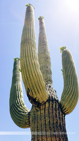 Cactus-West Arizona Saguaro Tall from Side