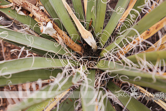Cactus-LF0B1268