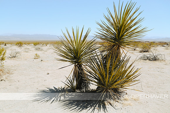 Family of Yucca