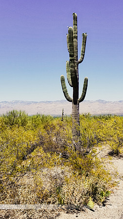 Cactus-West Arizona Saguaro Lone in Distance