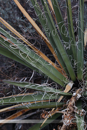 Cactus-LF0B1253