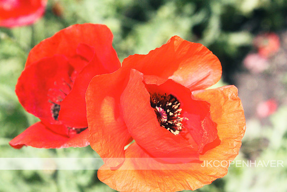Red Poppies Hearty